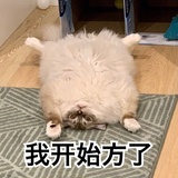 晗小猫Crystal