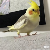 达芬奇在南半球