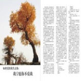 浅浅的枫树