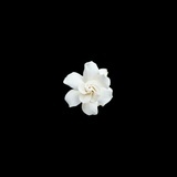 Gardenia