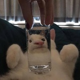 脆脆馬