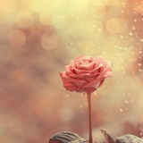 然柒节