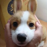 云薇初荷