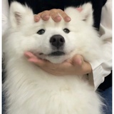 Samoyed