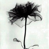 芬LAN