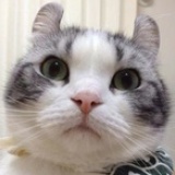隐匿的猫
