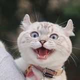 沉迷吸猫
