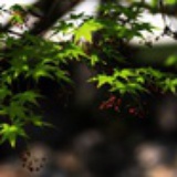 赤叶青枫儿