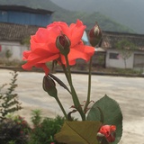 蓝草