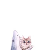 鲨鱼吃不了猫