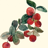 樗栎