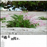 宋宋