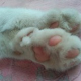 机器猫天使