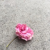一场花梦