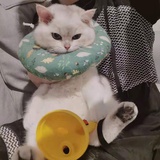我是苹果