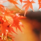 持荧