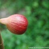 无花果爱茉莉