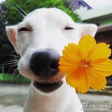 尖头叉子
