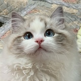 千叶豆腐皮