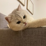 杨小鱼er