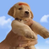 李鼎鼎