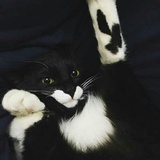 猫大哥