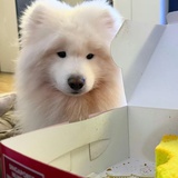 烤鸡腿儿