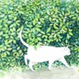 奔跑的大龙猫
