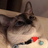 溯未