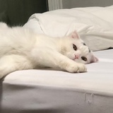 fluffy0.0zi