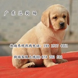 广州豪庭狗场