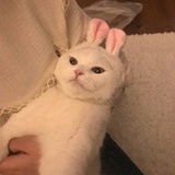 萝卜蹲萝卜