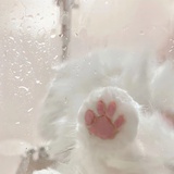 听雨的小猫