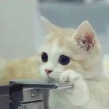 罂粟