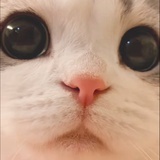 女明星