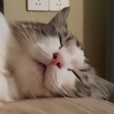 思凡