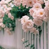 篱笆里的蔷薇