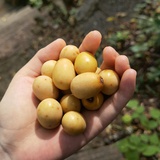 花生糖芝麻糊