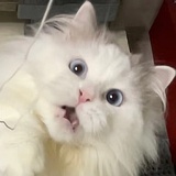 馨星