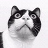 猫泥球