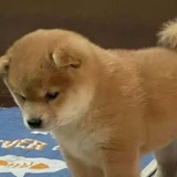 滚滚