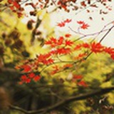 咪咪狗0215