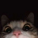 簌簌