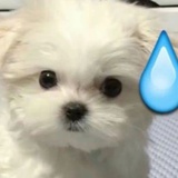 不吃蒜