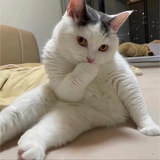 咕咕哒