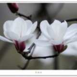 采薇