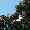 杜明晨