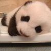 我爱大熊猫