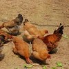 草坪冠岩农家乐