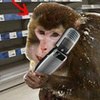 超市空报案猴